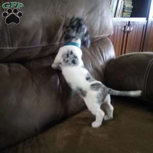 Maui, Dachshund Puppy